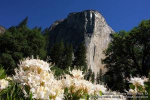 Yosemite-El-Capitan-4